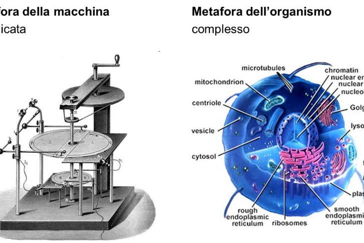 Le organizzazioni: macchine o organismi viventi?
