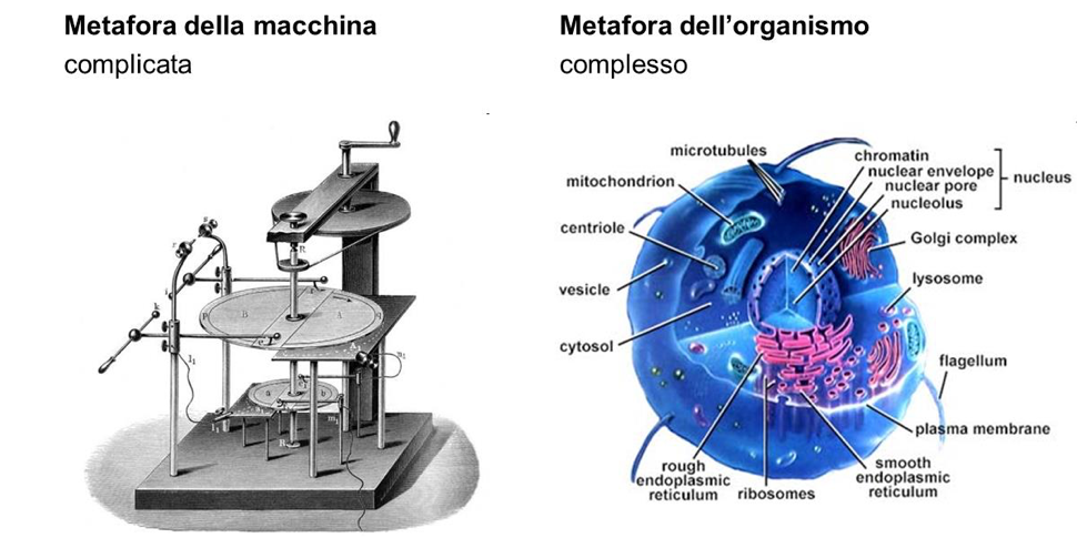 Le organizzazioni: macchine o organismi viventi? Le organizzazioni: macchine o organismi viventi?